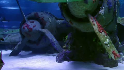 Sharks swimming at the seabed