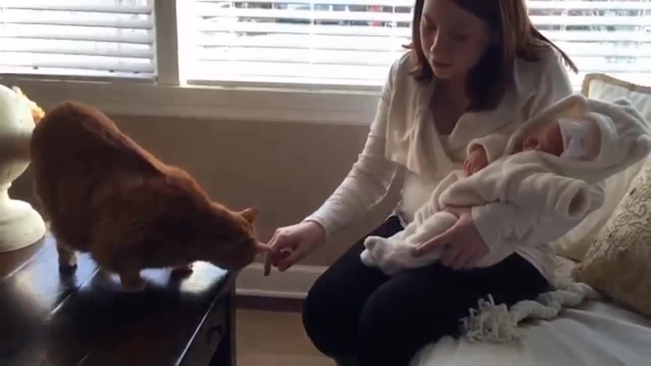 Cute baby is welcomed and pampered by a cat #1 - extremfunnystuff