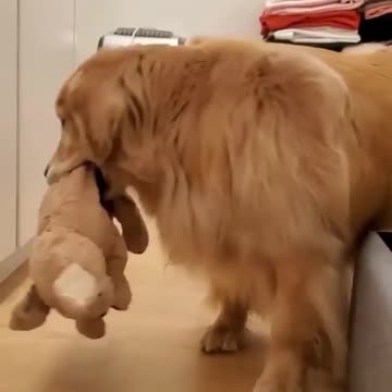 Dog playing with a doll. very fun.