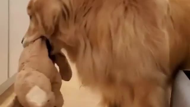 Dog playing with a doll. very fun.