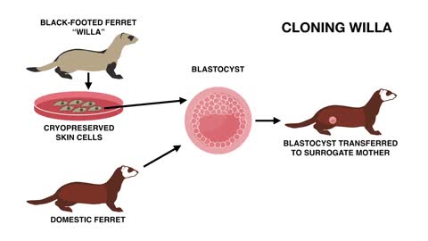 World's First Cloned US Endangered Species