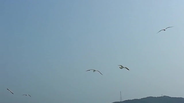 Seagulls are flying