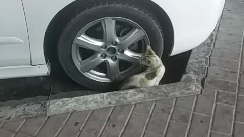 Cat / a mechanic cat