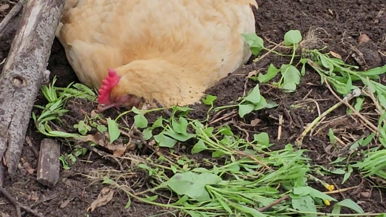 OMC! Hen appears dead but is she napping? #chickens #deadoralive #shorts #sleeping