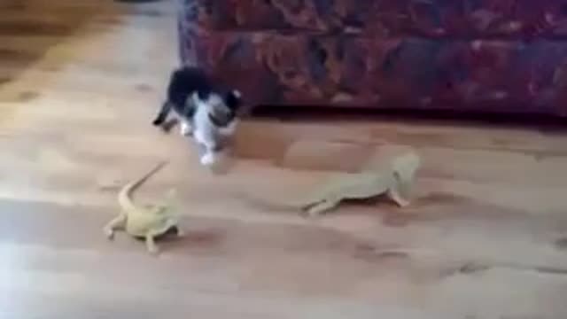 Cat scared about some lizards