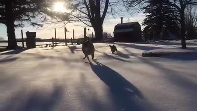 Michigan, dogs and colorful snow