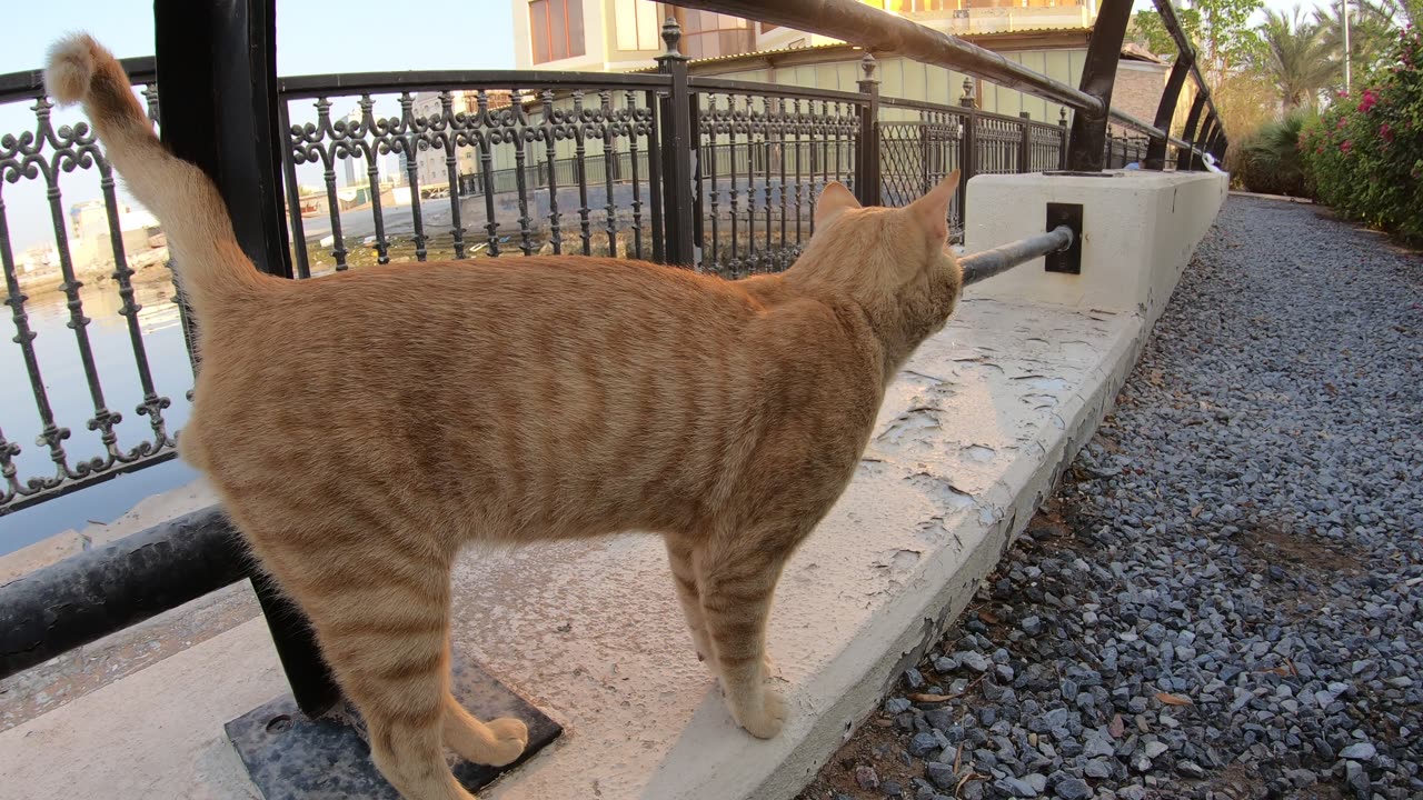 ED SHEERAN - Homeless cat in Ras Al Khaimah, UAE #cat #cats #EdSheeran #emirates #rak #ae #UAE #food