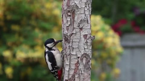 Woodpecker