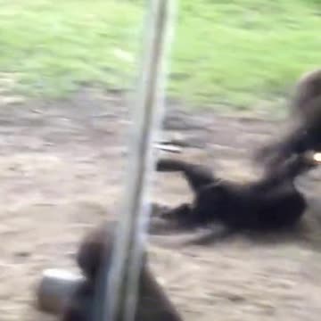 Funny Monkeys make me Happy