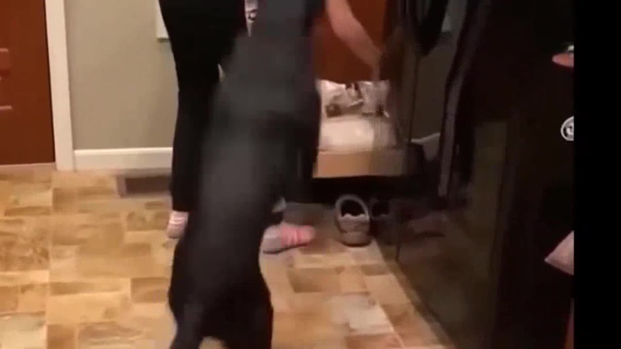 Funniest animals of 2023