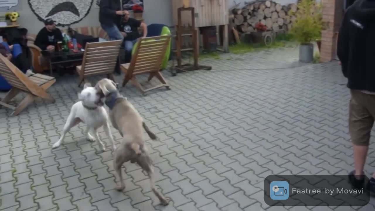 Dogs Dancing