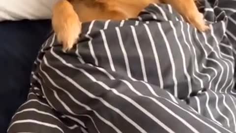 Animals Real 😹 - Best Of The 2021