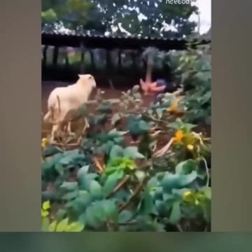 Funniest pets😁😁