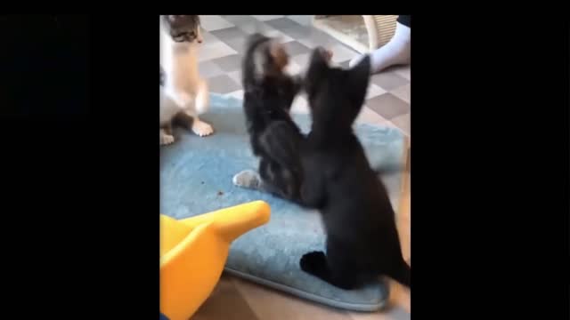 funny funny kittens