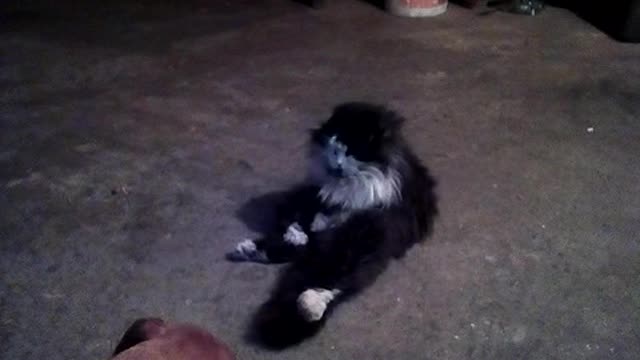 The cat is sitting, the dog is chewing