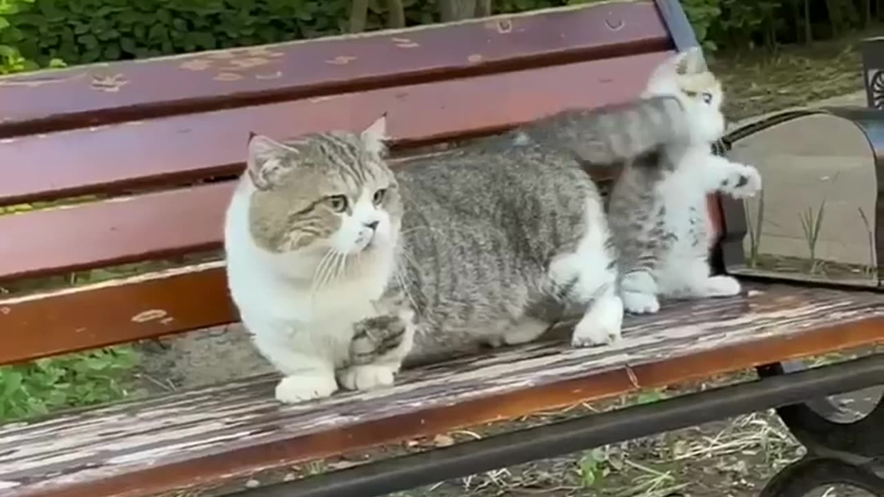 Cute & Funny Kitties