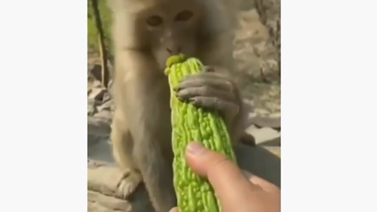 FunnyBest funny animal videos