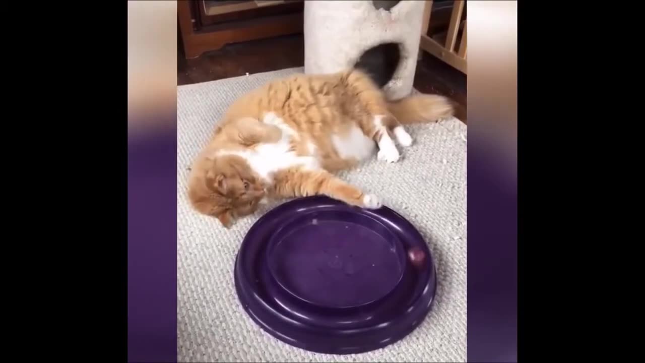 Funny animal videos- try not to laugh