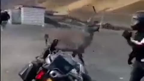 The motorcyclist is fighting the beast