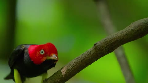 Dancing bird