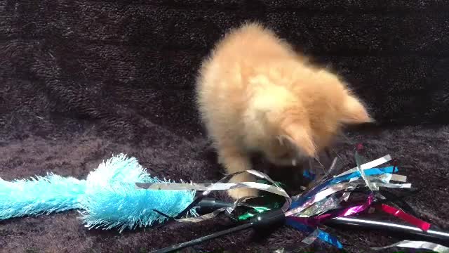 New Lovly Toy For My Kitten