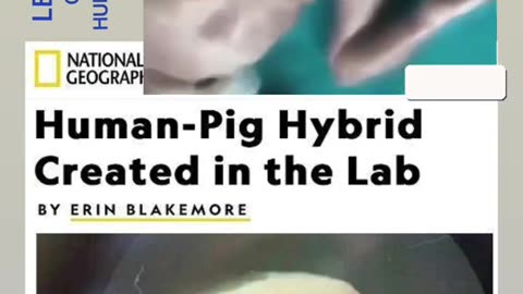 Human hybrid pig created in a lab