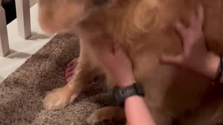 Golden Retriever Loves His People