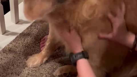 Golden Retriever Loves His People