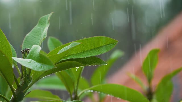 Close Up Shot Of Rain Drops Falling On Leaves.