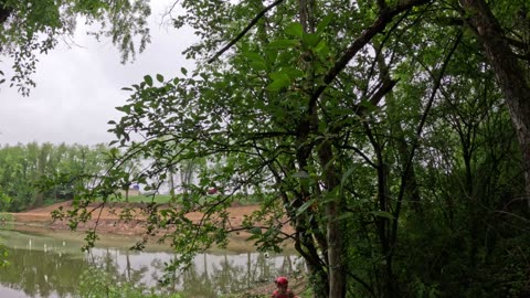 Dropping tree along the pond trail.