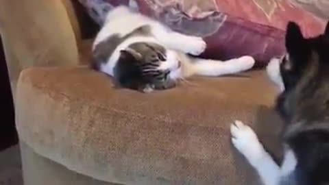 Funny cats