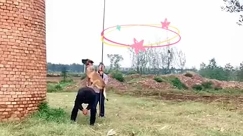 Funny Animals Videos