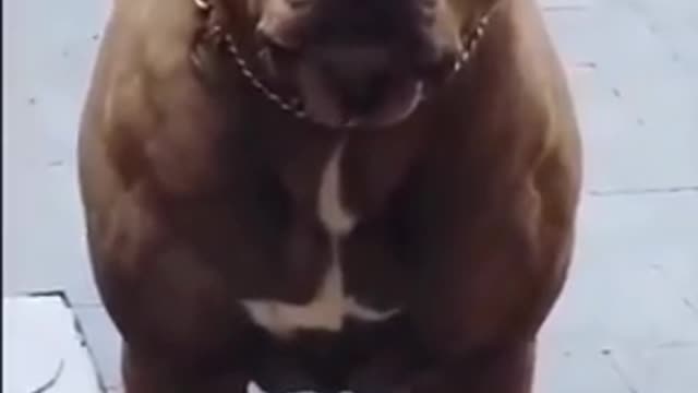 What would be your reaction if this dog runs towards you?