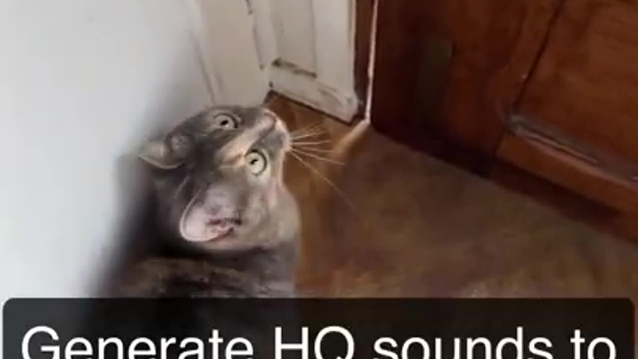 sounds that attract cats