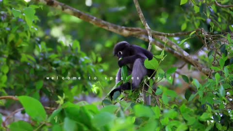 Dusky leaf monkey