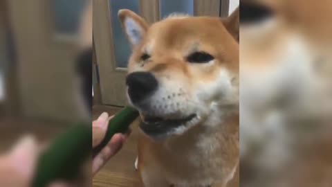 Shiba Inu loves cucumbers, cucumbers are so delicious