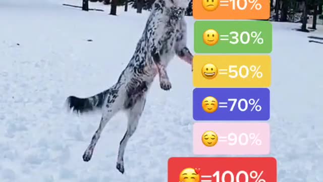 I like snow. Do you like it. happy dog