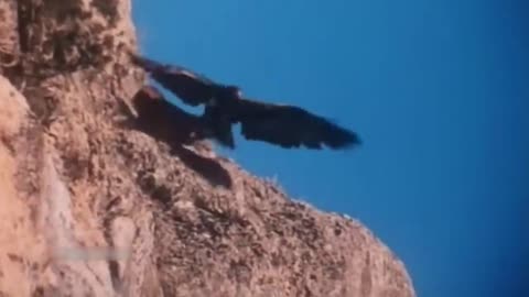 The Biggest and Most Powerful Eagle in The World