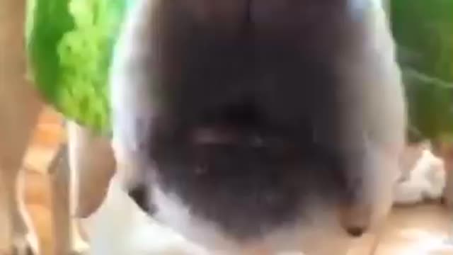 Pets