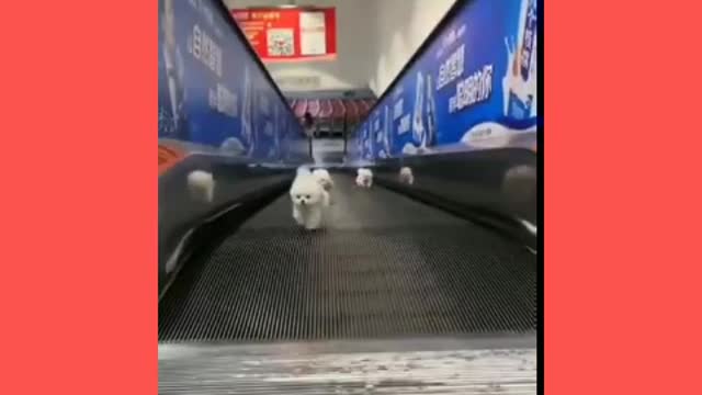 Cute and funny dogs videos