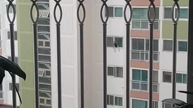 An insect catcher