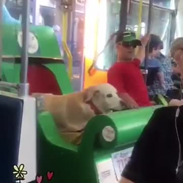 Brown dog on green sled getting of train