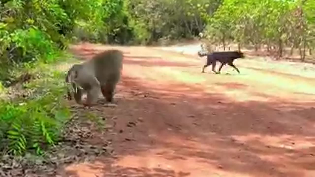 Funny Shorts Video 🤣🤣😆😁😎. Viral Videos. Monkey vs Dogs