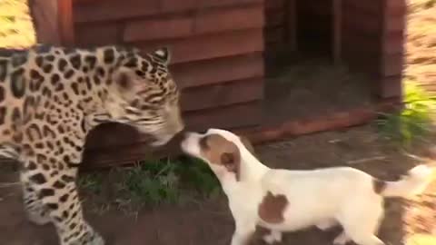 Jaguar plays with a dog as his family