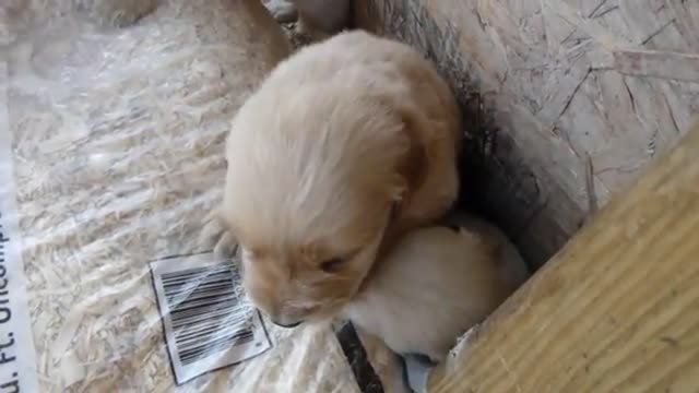 Too cute golden retriever Puppies Barking 3 weeks