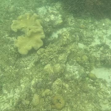 Snorkeling Adventures Philippines. The underwater world is amazing