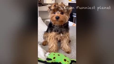 Funny Dogs And Cats Videos- 🤣 Funniest Animal Videos