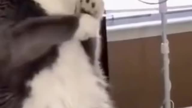 cat in shock