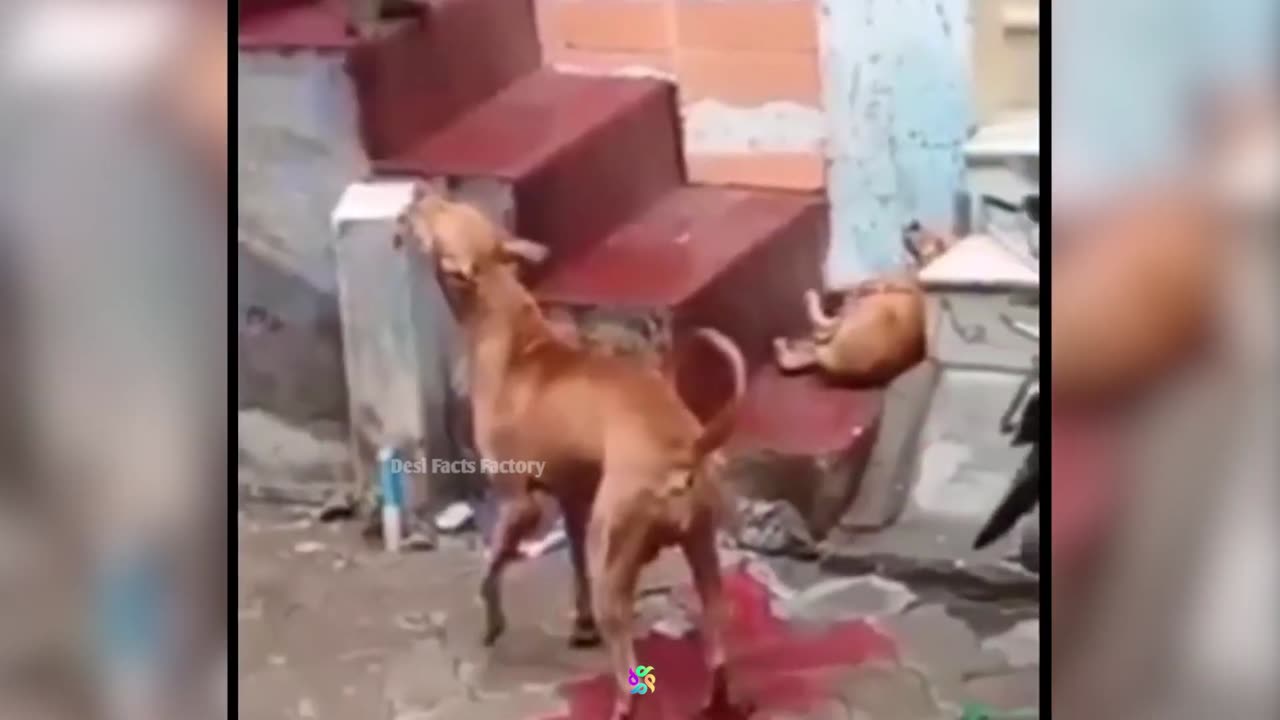 शैतान कुत्ते ने जब देख लिया भूतिया शेर! FUNNIEST ANIMAL MOMENTS CAUGHT ON CAM 14