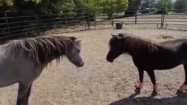 Are these two ponies in love?